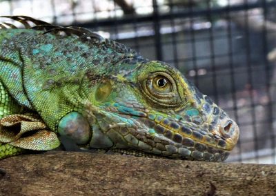 Green iguana