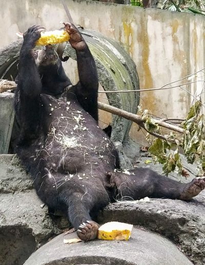 Henry the 8th as a sun bear