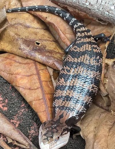 Blue tongue skink