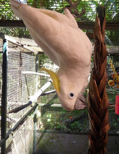 Cockatoo enrichment