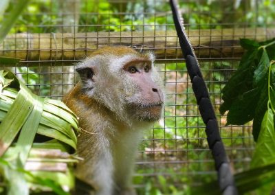 Long tailed macaque