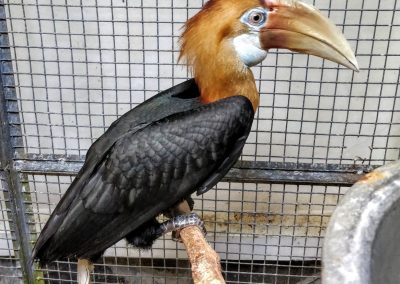 Papuan hornbill