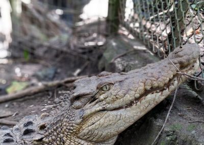 Salt water crocodile