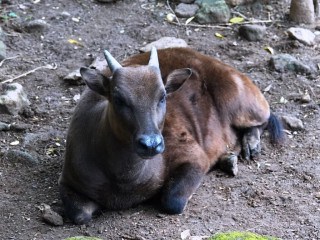 Anoa Breeding Centre