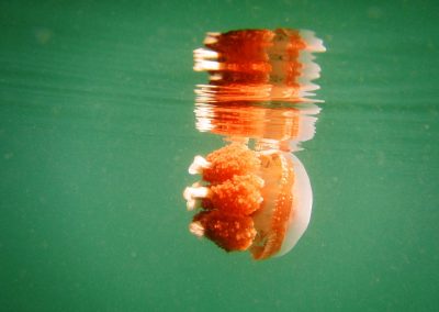 Jellyfish Lake