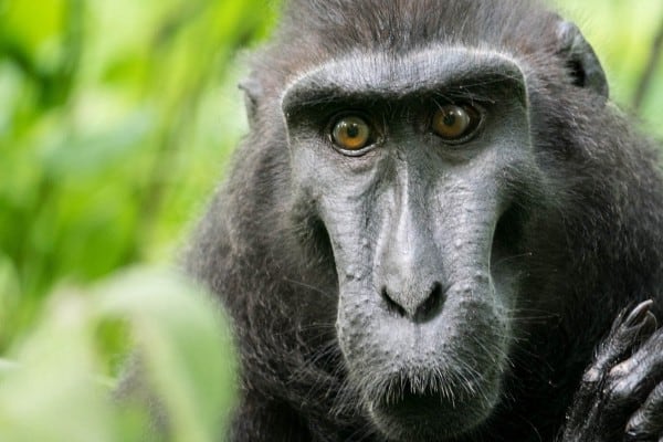 Celebes Crested Macaque