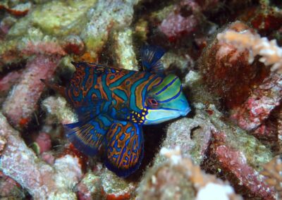 Mandarinfish