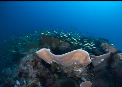 Coral