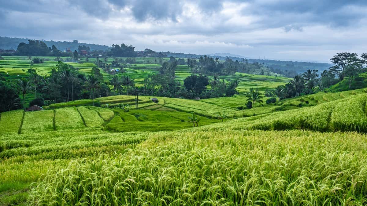 Jatiluwih rice terraces