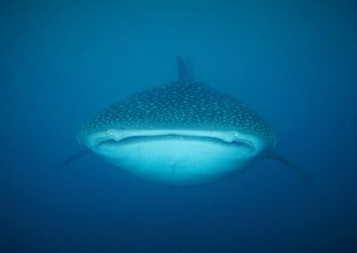 Whale shark
