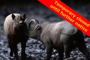 Babirusa Endemic Tour