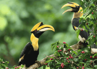 Hornbills