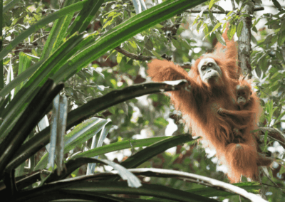 Sumatran Orangutan (2)