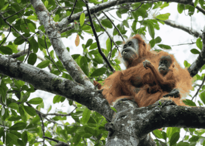 Sumatran Orangutan (3)
